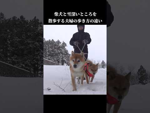 柴犬の飼い主は歩き方が違う⁉ shibainu 犬との暮らし 雪国 サムネイル