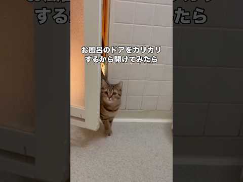 お風呂のドアをひたすらカリカリするから開けてみると。おでこびしょ濡れになりながらなにか訴えてる マンチカン マンチカン… サムネイル