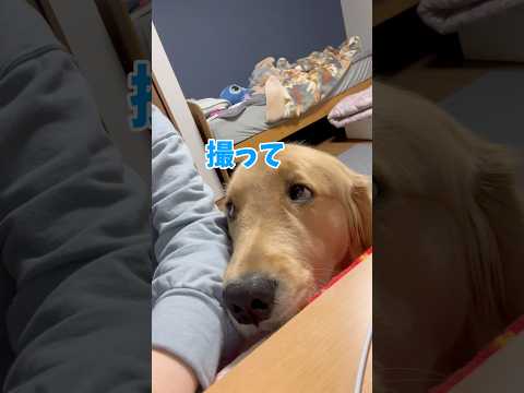動画写り気にするモンちゃんgoldenretriever ゴールデンレトリバー サムネイル