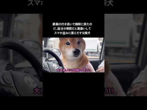 ごめん、でもこんな震えるのズルくない？ 柴犬 サムネイル