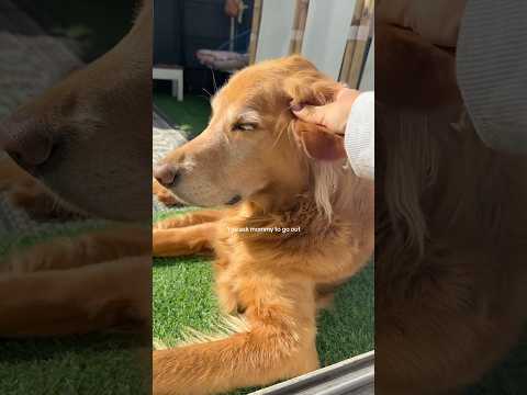 Transparent Lingerie See through Styles Shein 2025 Bikini T… サムネイル