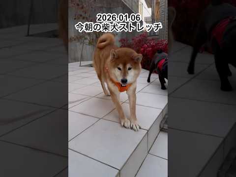 今朝の柴犬ストレッチstretch dog doggie 柴犬 cutedog shibainu shiba rout… サムネイル
