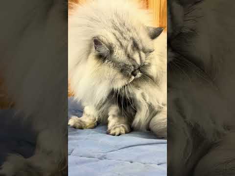 shorts マルくん　那須どうぶつ王国　IMG 0014 サムネイル