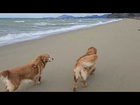誰もいない砂浜でゴールデンレトリバーの親子がワンプロ　香川県観音寺市有明浜 サムネイル