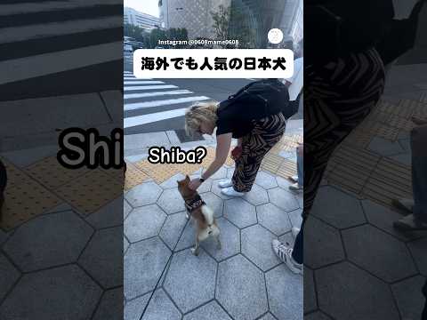 海外でも人気の柴犬　柴犬　豆柴　犬　かわいい 犬のいる暮らし サムネイル