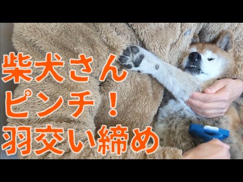 【1075】ブラッシングが苦手な柴犬さん サムネイル