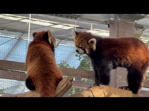 アレレレ〜💦ケンカ始めちゃったー🫢　レッサー姉妹　神戸どうぶつ王国にて　2025年12月29日 サムネイル