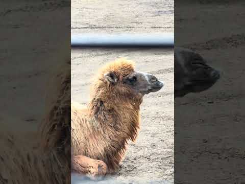 shorts おや？こどものラクダさん？　スーパージャングルバスに乗ったヨ！　富士サファリパークにて　2026年２月2… サムネイル