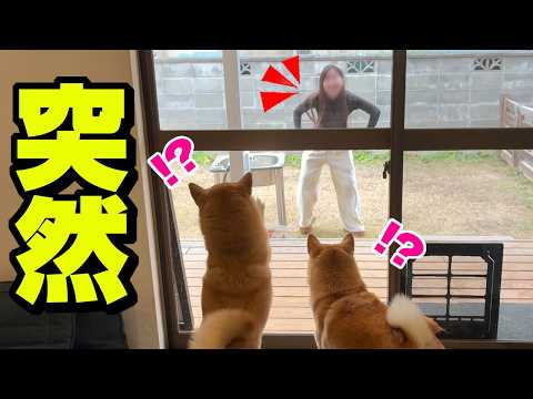 突然、帰って来なかった娘が庭に現れたら柴犬姉妹が大変な事に… サムネイル