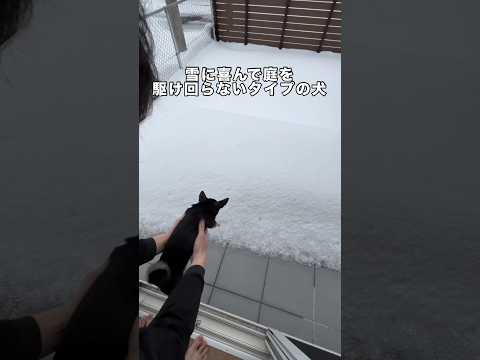 雪が積もった家の庭に愛犬を放ってみたら喜んで駆け回るどころかそのまま帰ってきた 犬も喜ばない チワワ 豆柴 柴犬 サムネイル