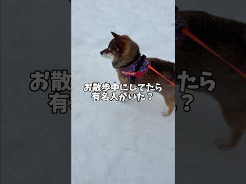 有名人発見！して興奮する🐕柴犬 サムネイル
