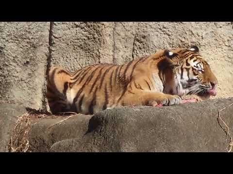 今日はサーシャの日　アムールトラ　浜松市動物園にて　2026年2月14日 サムネイル