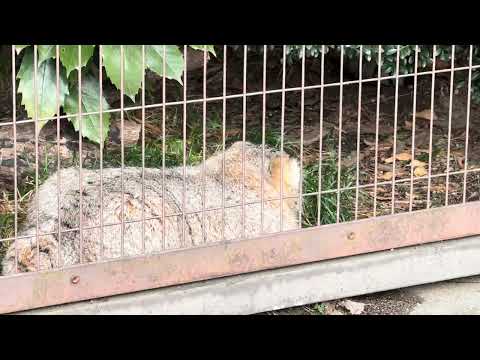 マヌルネコ3兄弟　東山動植物園　2025年12月14日 サムネイル