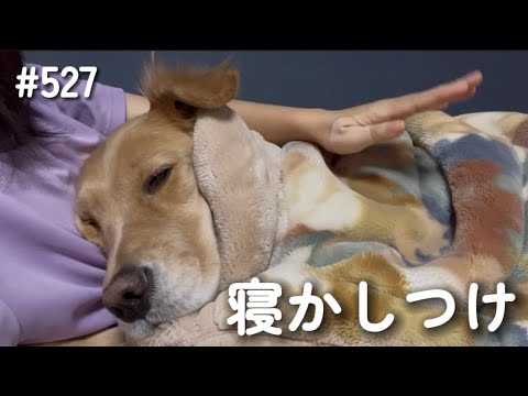 寝かしつけが必要なモンちゃん【ゴールデンレトリバー】 サムネイル