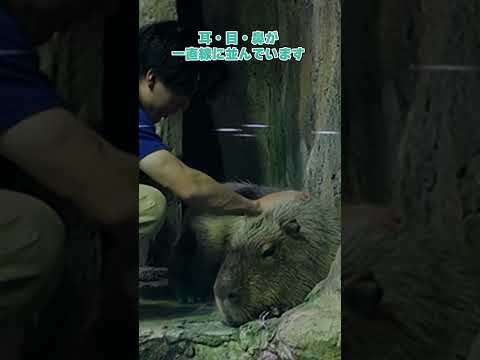 【鳥羽水族館】とっても可愛い！ジャングルワールド✨カピバラ　shorts サムネイル