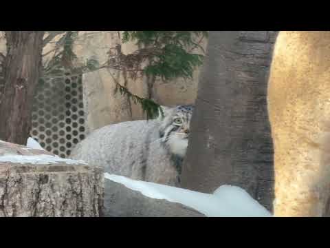 お昼過ぎのナゴムくん　マヌルネコ　那須どうぶつ王国にて　2026年2月1日 サムネイル