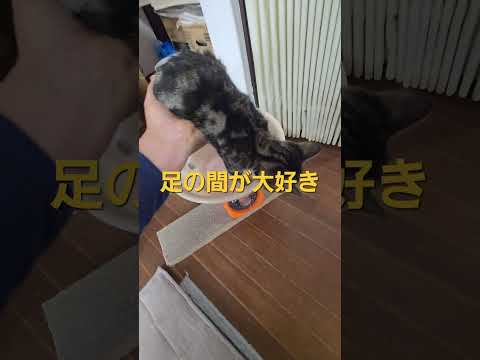 今年最後の今日のキビ。体重1570g cat kitten 猫 子猫 仔猫 子猫の体重 ibukikohaku 子ネコ… サムネイル