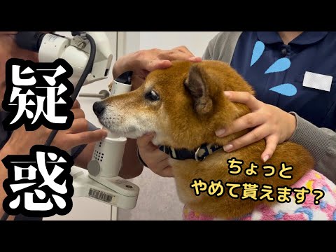 【白内障？】目が白く見えるので犬の眼科に行きました サムネイル