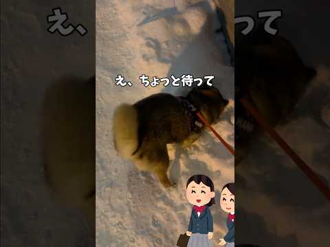 散歩中の柴犬🐕が女子高生に言われたこと。 サムネイル