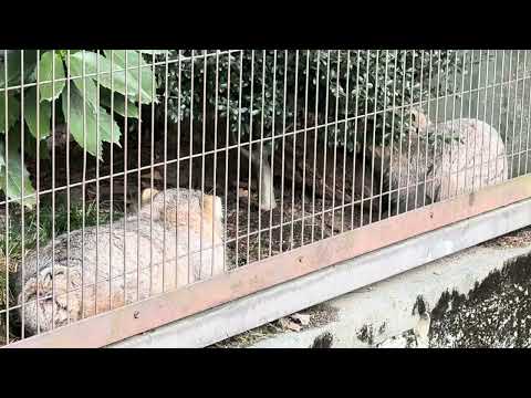 仔マヌルは元気いっぱい‼️ マヌルネコ兄弟　東山動植物園　2025年12月13日 サムネイル