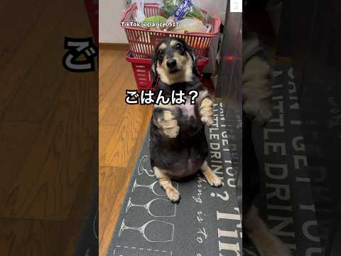 もう食べたのに、ご飯を要求してくる犬　　犬　ダックス　犬のいる暮らし かわいい 面白い サムネイル