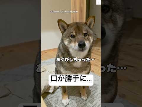 喋ってたら、あくびが出ちゃった柴犬　胡麻柴　柴犬　犬　かわいい犬 犬のいる暮らし サムネイル