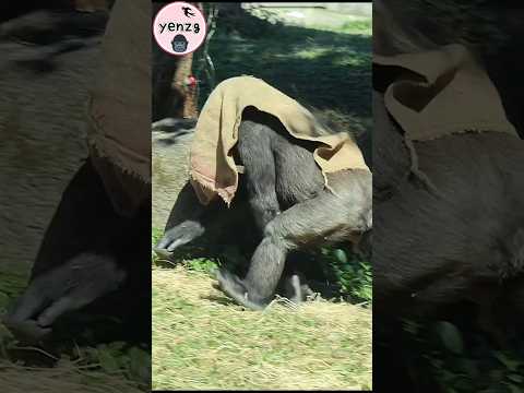 Jabali披麻布袋鬧D'jeeco gorilla gorillatag taipeizoo 金剛猩猩 台北市立動物… サムネイル