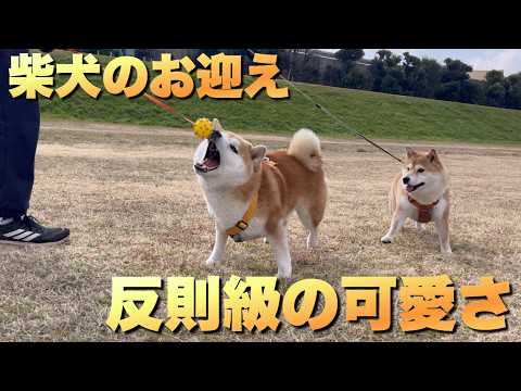 柴犬の成犬は反則級に可愛いと思う。(間も無く６年目) サムネイル