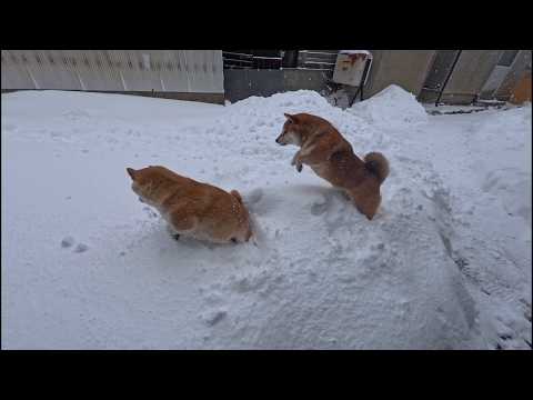 雪山おやつ捜索犬 サムネイル