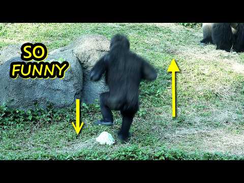 Gorilla Ringo step on the cabbage after beating chest,Iriki… サムネイル