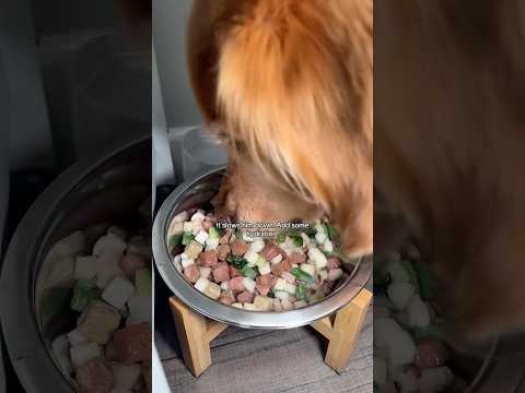 golden retriever puppies for sale🥵india retreiver dog puppy… サムネイル