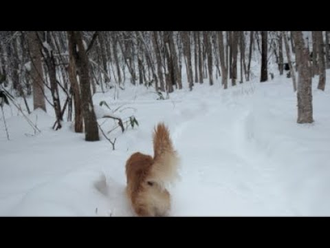 ミントの大冒険 がライブ配信中！ サムネイル
