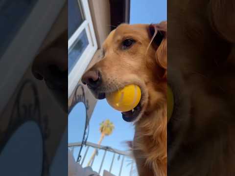 coming home to my golden retriever🥵goldenretreivers dog pup… サムネイル