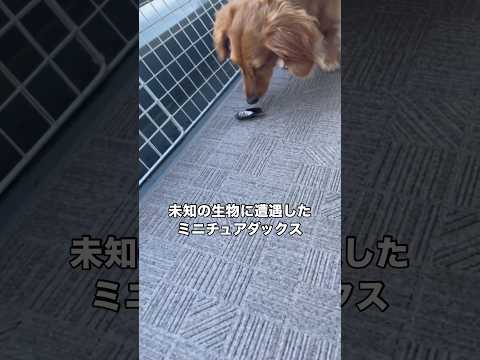 生まれて初めてセミに遭遇したミニチュアダックスの率直な反応 ミニチュアダックスフンド ミニチュアダックス ダックスフン… サムネイル