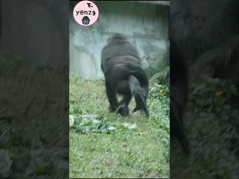 Jabali城堡上拍胸Ringo快跑好可愛 gorilla gorillatag taipeizoo 金剛猩猩 台北市… サムネイル