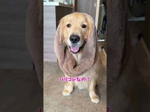 パリコレ(親バカ) 大型犬 ゴールデンレトリバー サムネイル