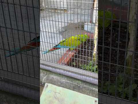 shorts ヒワコンゴウインコ　王子動物園　2025年12月27日 サムネイル