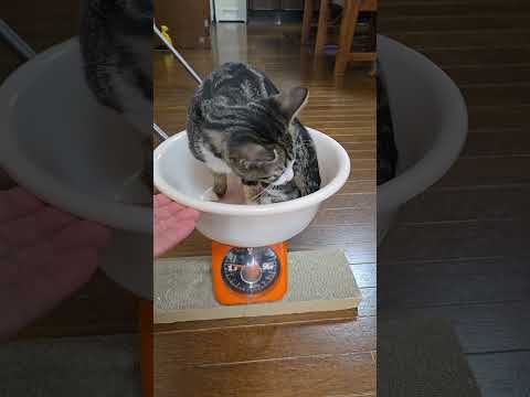 今日のキビ。体重1700g cat kitten 猫 子猫 仔猫 子猫の体重 ibukikohaku 癒し 子ネコ s… サムネイル