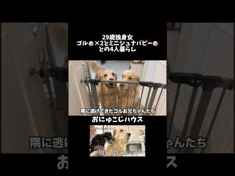 1日多頭飼い体験させてもらいました🐾ゴールデンレトリバー goldenretriever おにゅこじハウス サムネイル