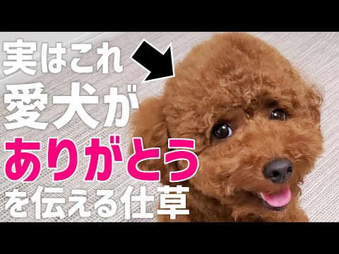 【飼い主必見】愛犬がありがとうを伝えている仕草 サムネイル