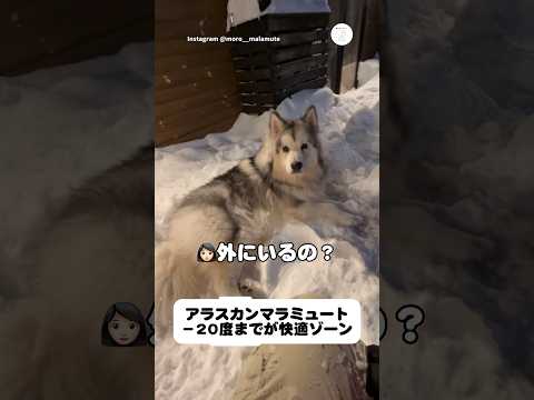 寒い夜でも外で過ごす大型犬、その理由とは　　アラスカンマラミュート 大型犬　犬　かわいい犬 雪 サムネイル