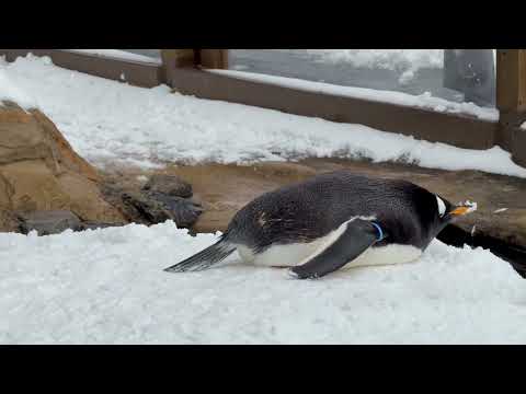 お外ジェンツーペンギンさん　那須どうぶつ王国にて　2026年1月9日 サムネイル
