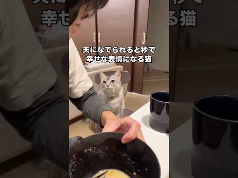 自分が構ってもらえてる時と他の猫が構ってもらえてる時の表情の違い 保護猫 猫 ヌコ shorts サムネイル