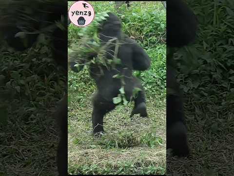 Ringo拍胸總是很有氣勢超可愛 gorilla gorillatag taipeizoo 金剛猩猩 台北市立動物園… サムネイル