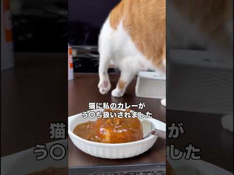 飼い主が精魂込めて作ったカレーをう〇ち扱いする猫 猫 茶白猫 shorts サムネイル
