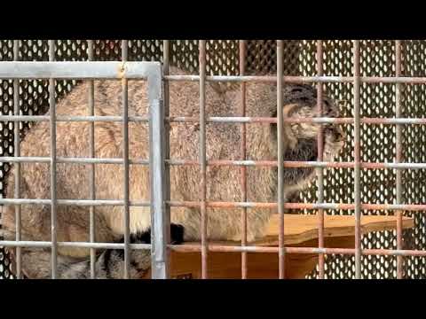 園内放送を聞いてそうなイーリスくん　マヌルネコ　王子動物園にて　2025年12月27日 サムネイル