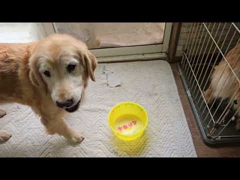 怖いもの知らずでゴールデンレトリバーの食事の邪魔をする子猫のキビ。 サムネイル