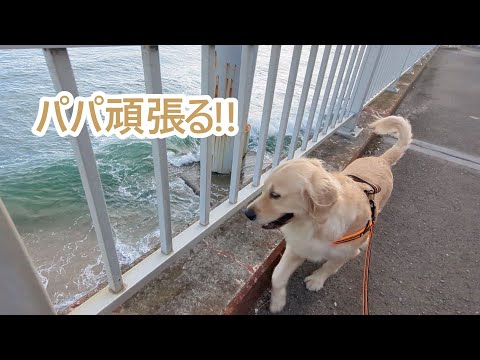 パパ無茶を承知で頑張る！ゴールデンレトリバーティト サムネイル