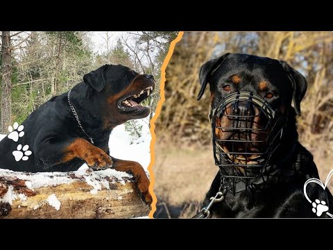 4 Reasons Rottweilers Can Turn Aggressive サムネイル
