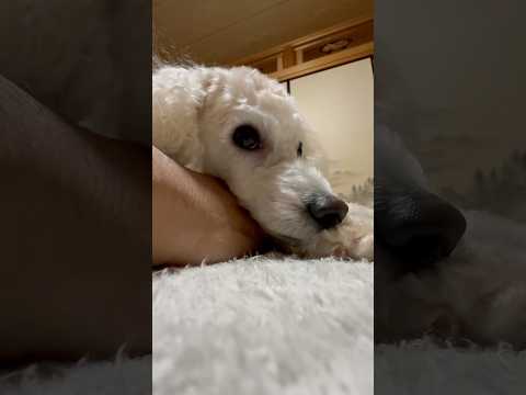 shorts 今晩のタローちゃん　トイプードル　2026年1月17日 サムネイル